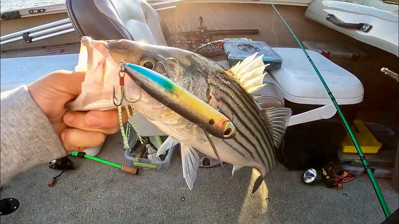 The Best Striped Bass Lure (Top Water) YouTube
