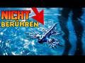 😯 VORSICHT beim Baden! Die 10 gefährlichsten Meerestiere Europas