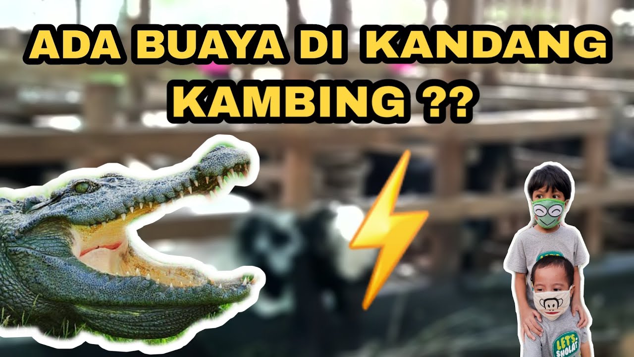 DOMBA ATAU KAMBING ?? 