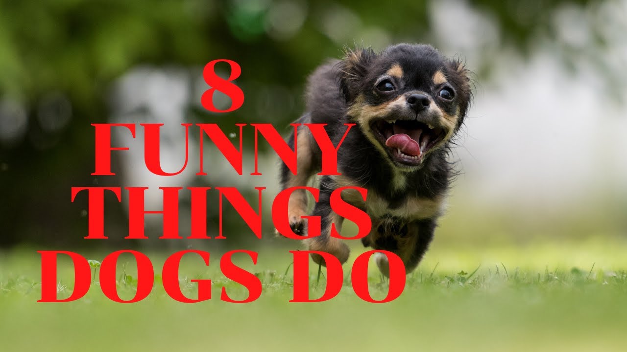 8 Funny Things Dogs Do YouTube