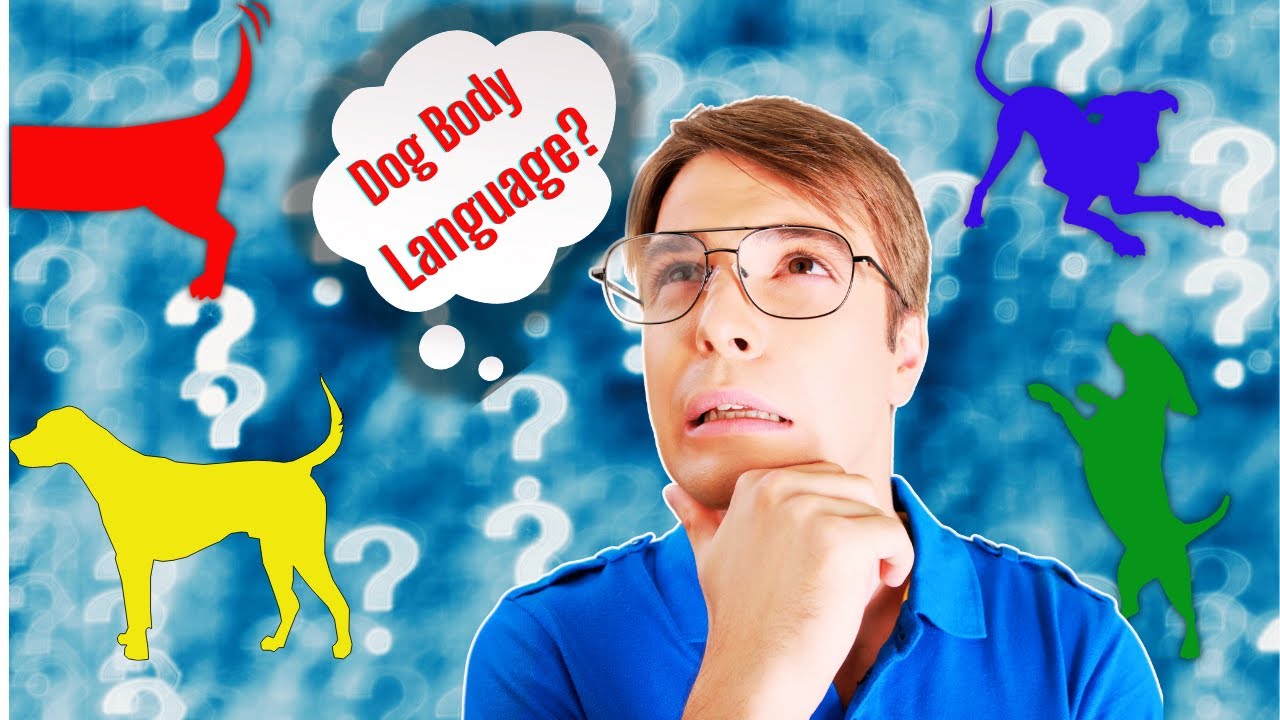Wagging Wonders:  Decode Your Dog's Body Language