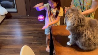 奇妙な動きをするフライングボールを目で追う猫　ノルウェージャンフォレストキャット　Cat chasing a flying ball with its eyes