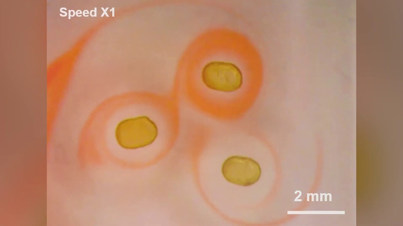 Permanent liquid magnets have now been created in the lab