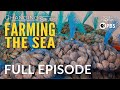 Farming the Sea - Full Episode