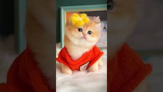 Yavru Kedi Cinsi Ne Subcs Like At Abone Ol +1000