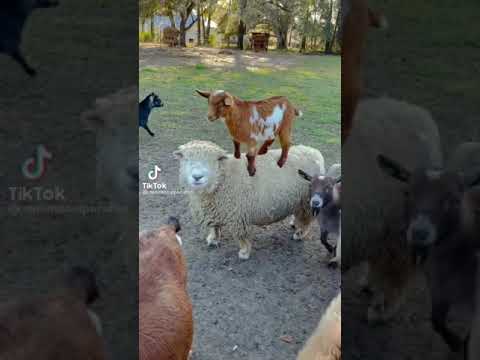 Baby Goat Riding