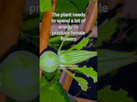 Video: Pumpkin Vine Blooming - Hoe weet je of je pompoenen bestoven zijn