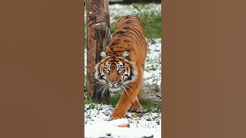 LION & TIGER Attitude Entry😈 #shorts #youtubeshorts #statusvideo #lion #tiger #attitude #entry #yt