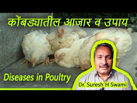 कोंबड्यातील आजार व उपाय - Diseases in poultry