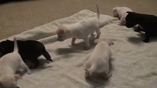 Cherished Chihuahua Puppies. Dove and Jimmy's Litter by FeedMyHeartWithLove Eph5 87 views 1 year ago 2 minutes, 32 seconds