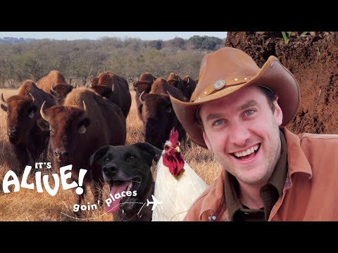 Brad Goes Ranching in Texas | It's Alive: Goin' Places | Bon Appétit