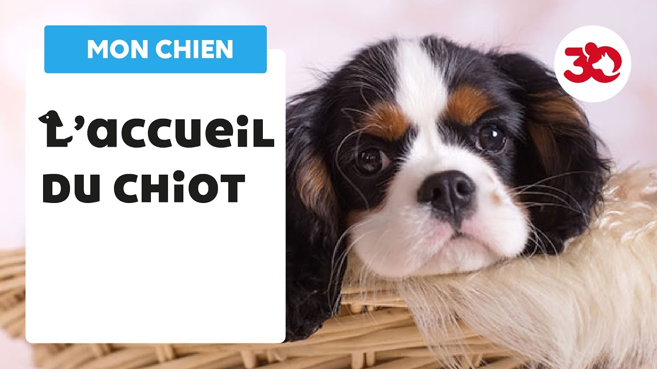 Conseil - Accueillir un chiot