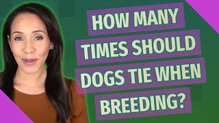 How many times should dogs tie when breeding?