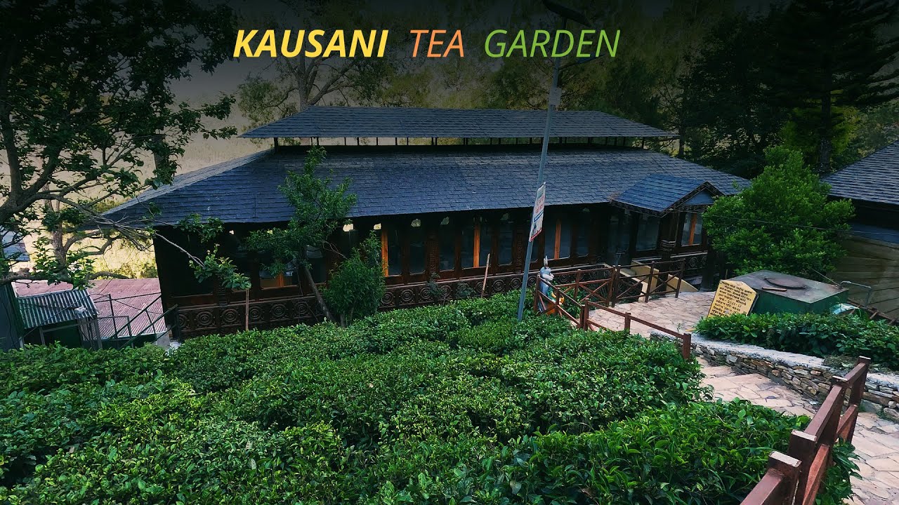 Kausani Tea Garden Someshwar Kumaon Uttarakhand EP 1 YouTube