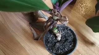 видео: РЭО - почему чернеют и отмирают листья на растении?/REO - why do the leaves on the plant turn black? картинка: РЭО - почему чернеют и отмирают листья на растении?/REO - why do the leaves on the plant turn black?