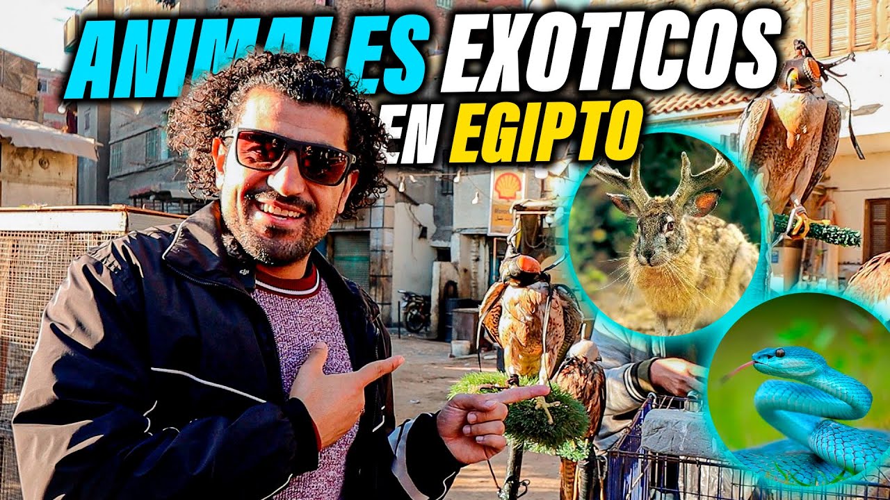 Ahí PUEDES ENCONTRAR TODOS LOS ANIMALES EXÓTICOS EN EL CAÍRO EGIPTO!! Lo venden?!