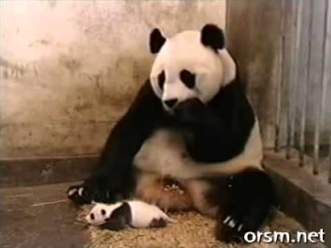 Bebek Panda Hapşırıyor , Anne Panda Bakın Nasıl Korkuyor :))