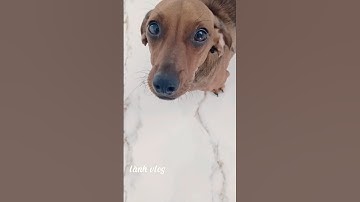 Jerry nhỏ bé dễ thương làm nũng #cute #cun #funny #doglover #puppy