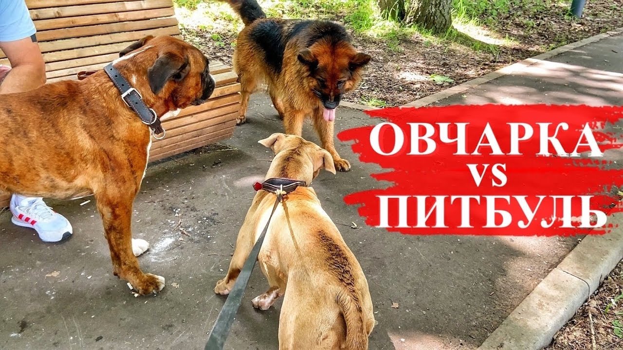 Немецкая овчарка vs Питбуль - YouTube
