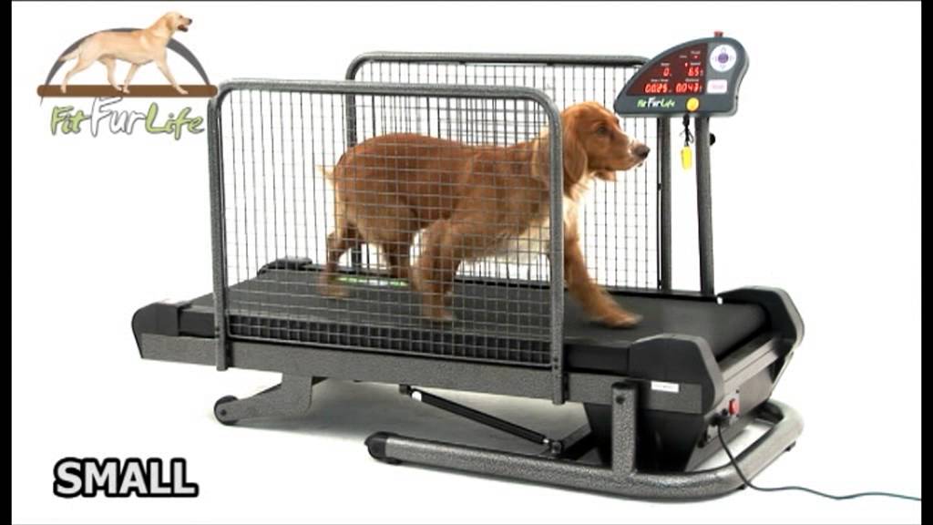 Fit Fur Life Dog Treadmills Promotional DVD YouTube