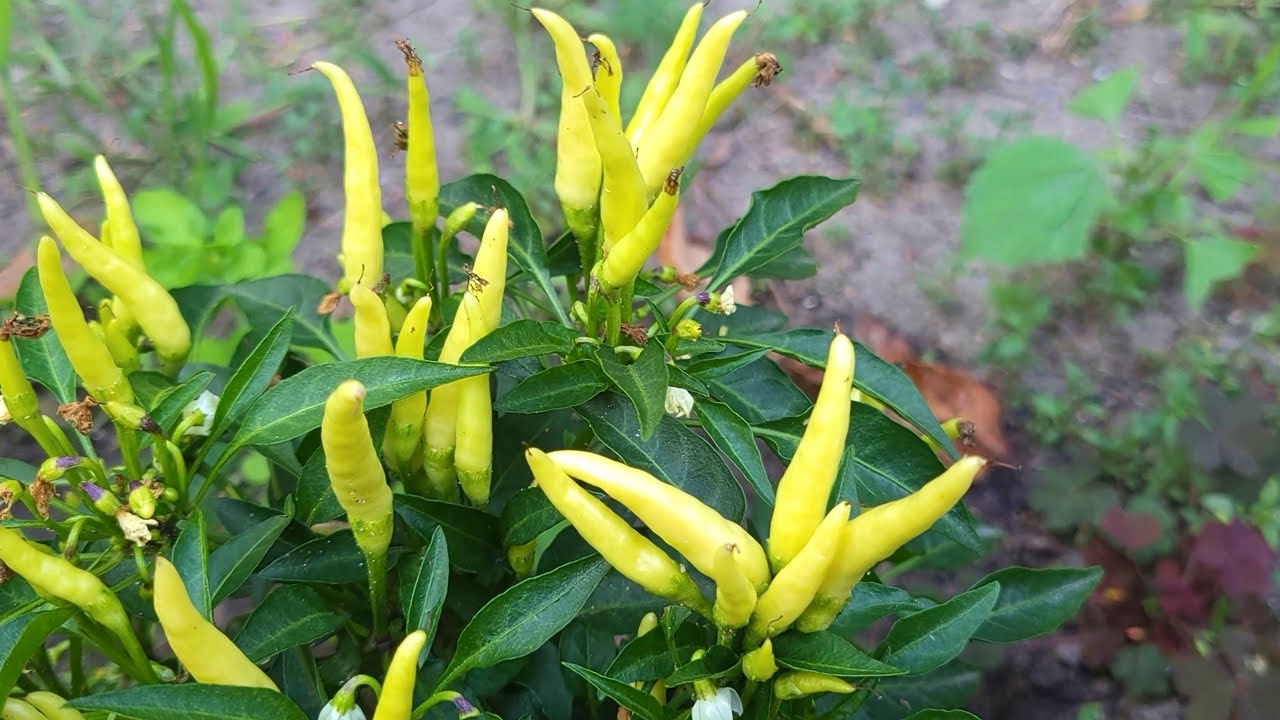 Lato w kokonie i uprawa chili