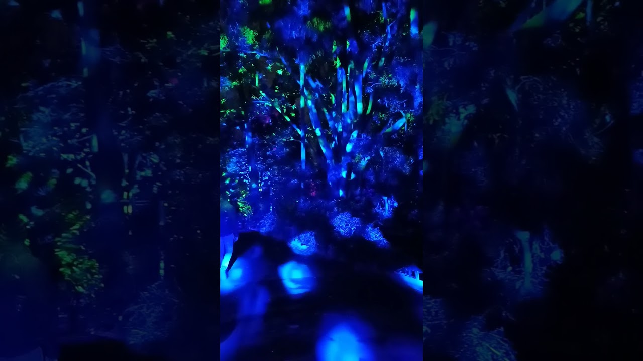 Glowing Forest at royal botanic park 