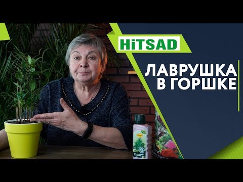 Лавр в домашних условиях ✔️ Экзотика на подоконнике  Лавровое дерево