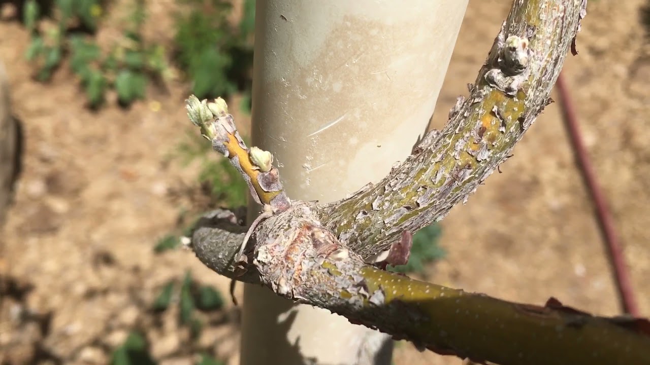 American wisteria grown as a tree, Amethyst Falls.
