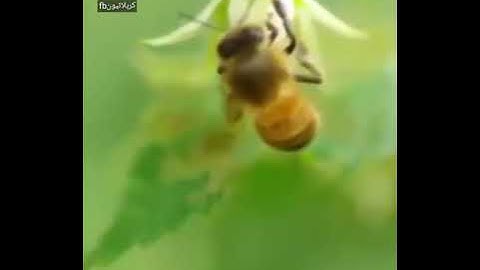 ( واوحى ربك الى النحل) تلاوة بصوت الشيخ عبد الباسط عبد الصمد اخوتي اقرو الوصف فديتكم 👇