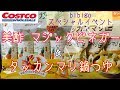 【コストコ新商品】bibigoスペシャルイベント マジックビネガー&タッカンマリ