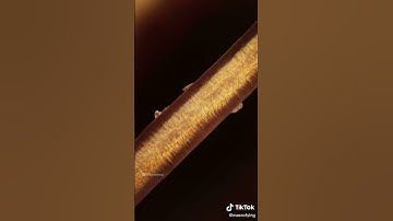 Macro Zooming Into Human Hair TikTok: macrofying