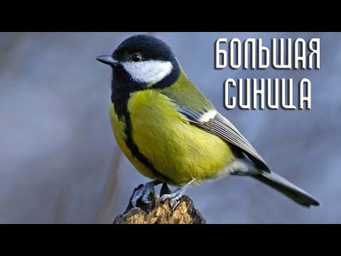 Нелегкая жизнь большой синицы (Птицы России) Фильм 63