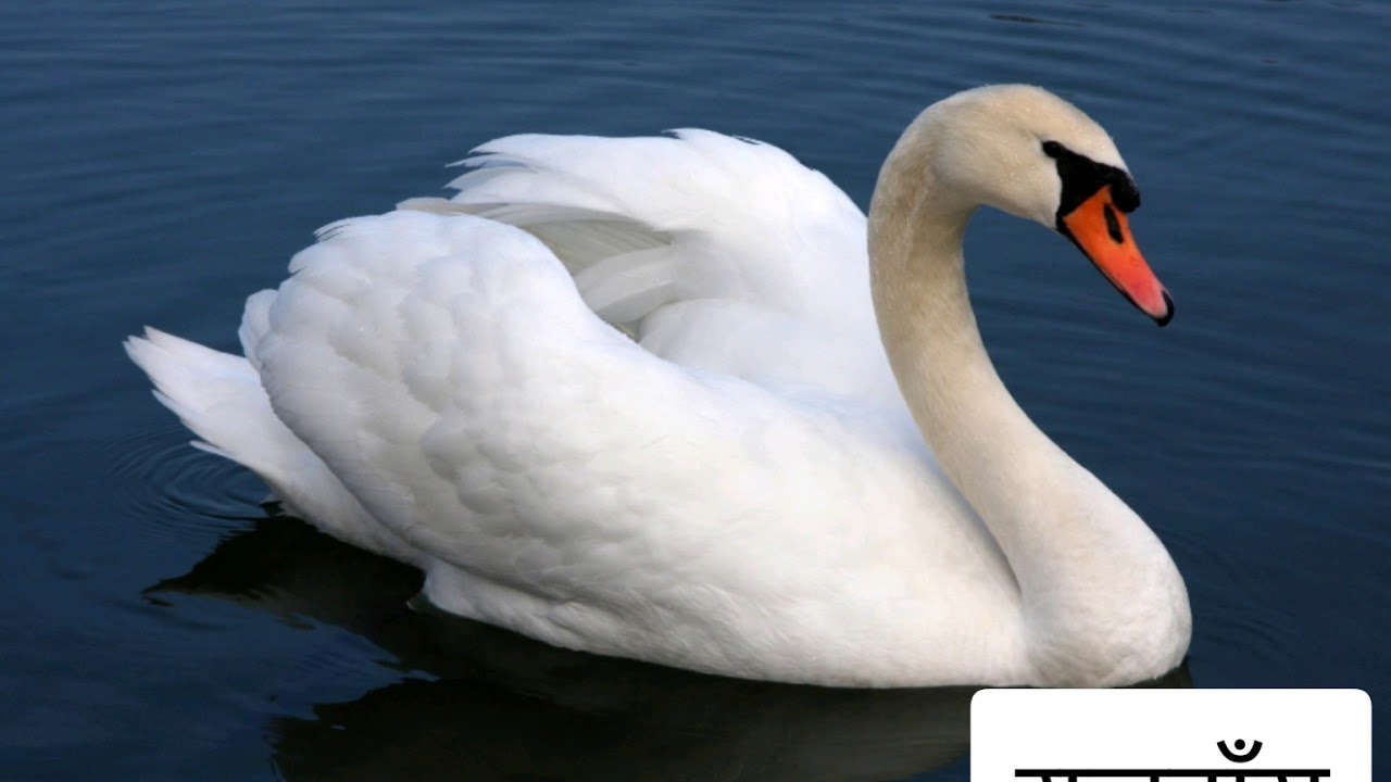 35 Birds Name  in NEPALI  and their Sounds(चराहरुको नाम र आवाज)