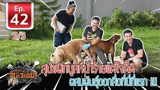 สุนัขพิทบูล หน้าร้าย ใจดี (Pitbull)- เ​พื่อนรักสัตว์เอ๊ย EP.42 (2/3)