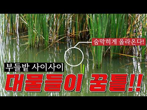 저도 낯짝이 있습니다 충북 접수하러 갔다가 충남까지 접수하러 갑니다 대물붕어 그까짓꺼 부들과 마름을 선택해서 공략하는 정통 붕어대물낚시꾼 마스터우 먹방유튜버 아님