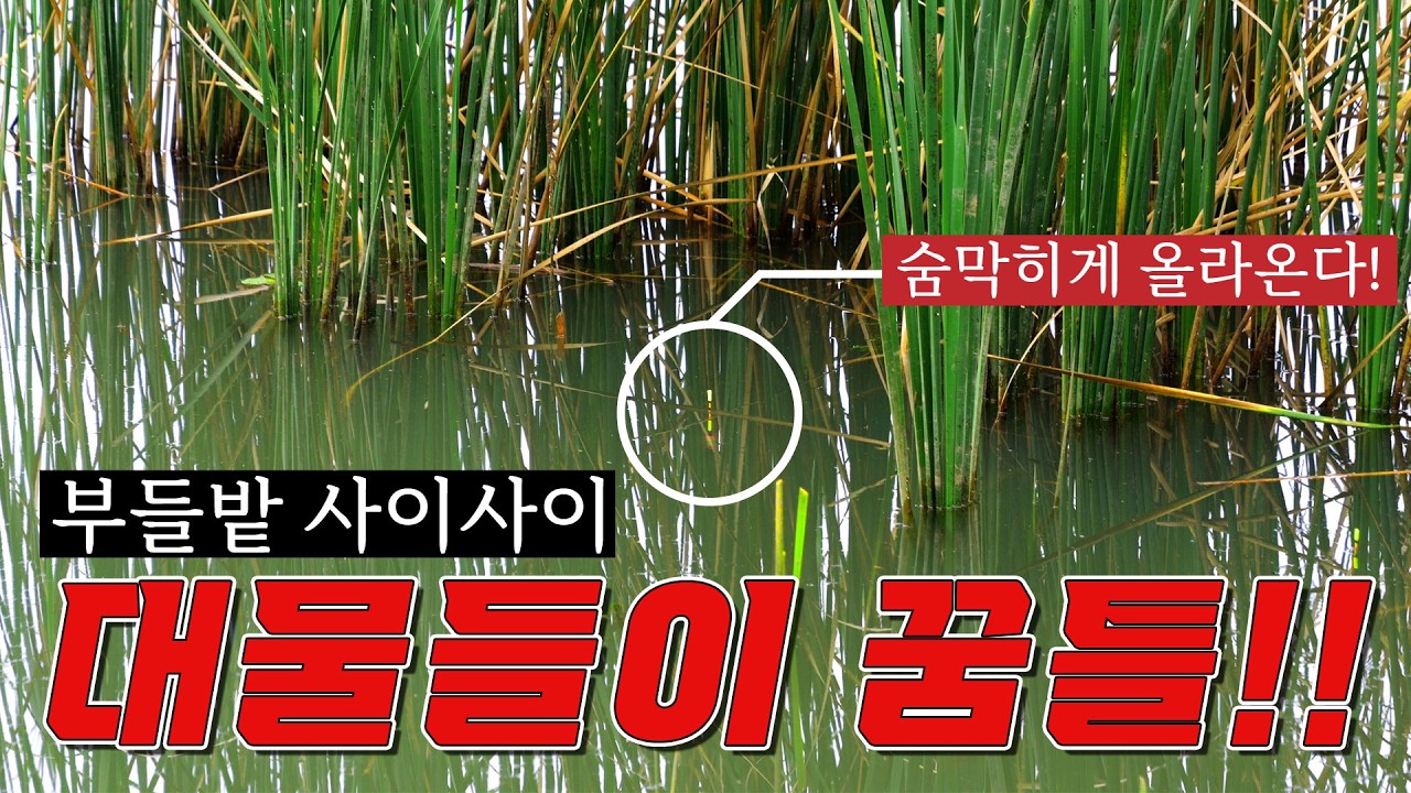 충북 보은 접수!!! 대물붕어의 메카!! 그리고 충남 접수!!! 붕어낚시의 계절에 집에만 있을껍니까?? 마스터우 따라오세요!! 출발 안하면 진실의방으로 따라오세요!!