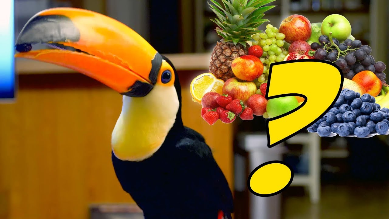 What Does A Toucan S Diet Consist Of Youtube