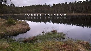 Forest Rainbow