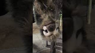 RARE Dancing Sloth Caught On Video!!! #shorts