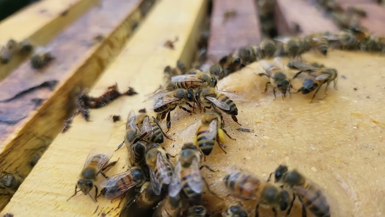 Alimentacion de abejas con torta proteica