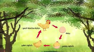 دورة حياة الحيوانات #الصف_ثاني_ابتدائي