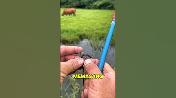 MANCING IKAN NILA LIAR DAN BABON #shorts #fishing #mancing