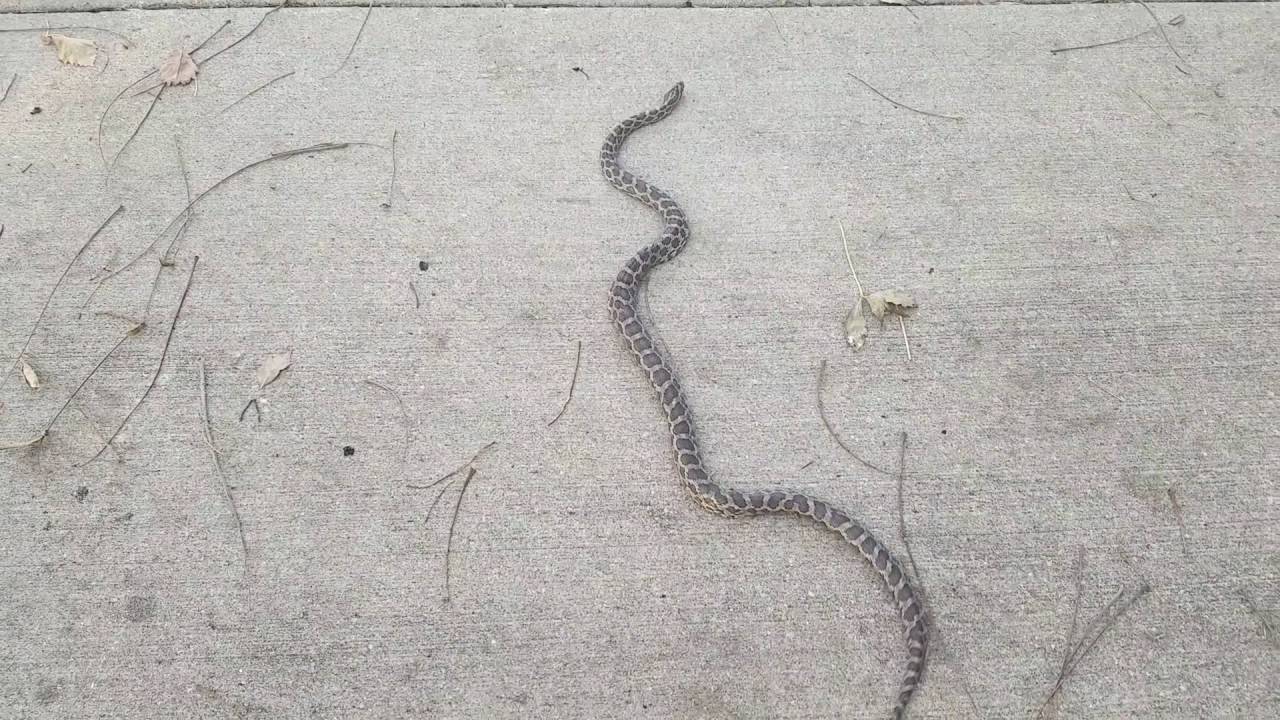 insects picture A Gopher Snake At The Bikepath