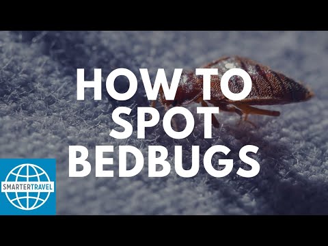 How to Spot Bedbugs | SmarterTravel