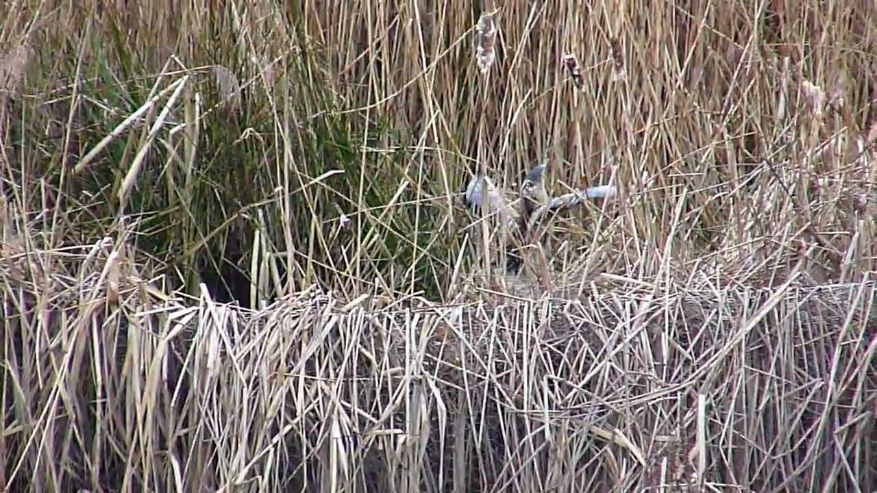 Bittern Threat Display at Attenborough Nature Reserve,Nottingham UK ...