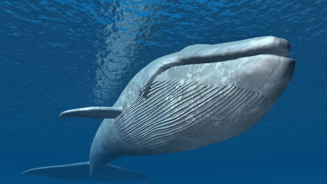 Whale Sound Effects And Video Compilation Whale Sounds Deep