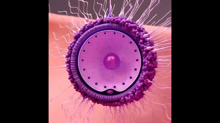 Embryo Development _Become a baby 🍼