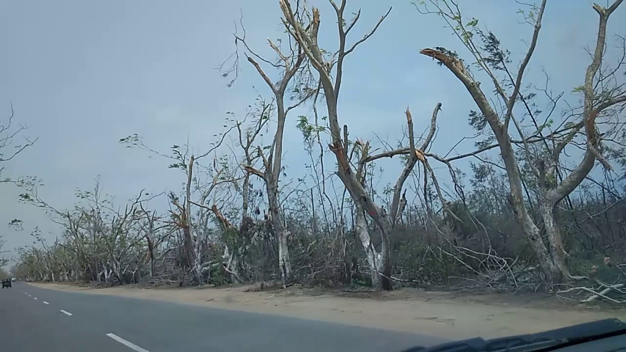 Devastated balukhand forest after cyclone Fani at  Konark