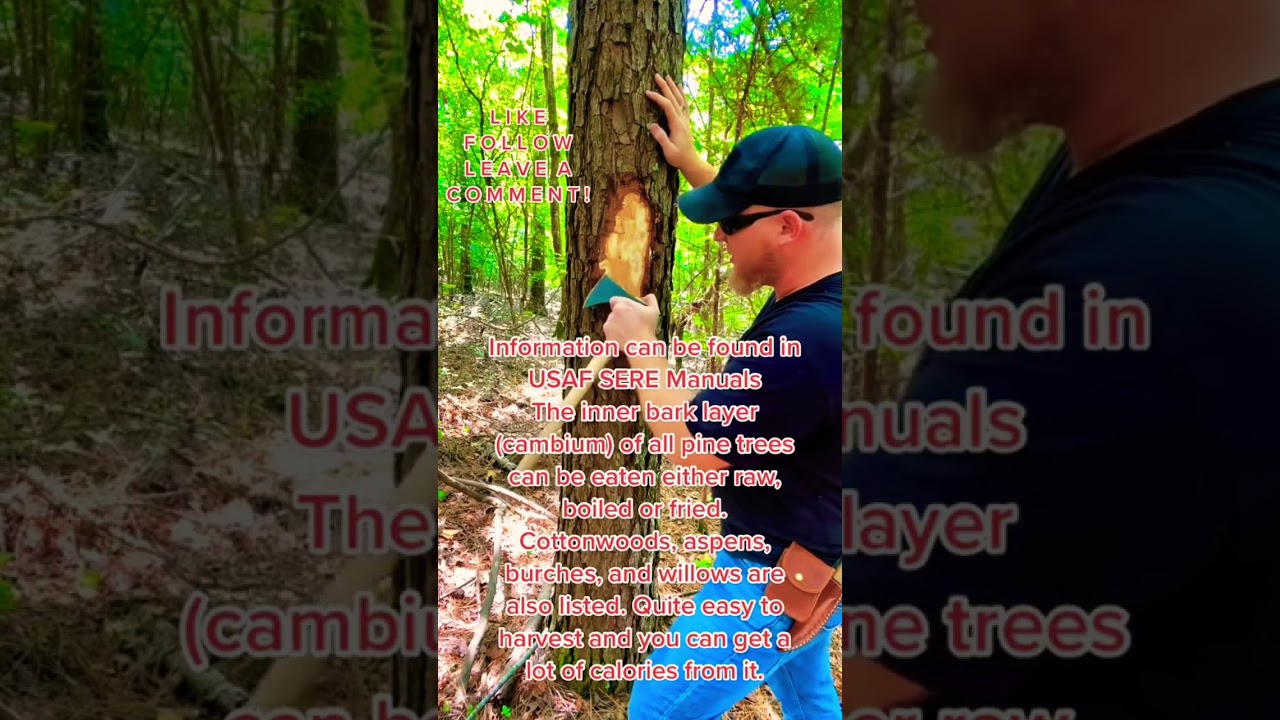 Harvesting Cambium From Pine Trees! 