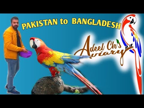 Macaw Parrot & African Grey Parrot Breeding Technique ম্যাকাও ও আফ্রিকান গ্রে প্যারোট পরিচর্য ও দাম